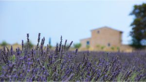 Lavendel, Frankrijk