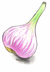 Knoflook